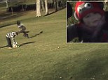 The eagle - with a roughly six-foot wing span - was videoed snatching the toddler and lifting it a few feet off the ground