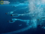 Swift: A school of Emperor penguins swimming away in a flurry of bubbles after being spooked by a photographer 