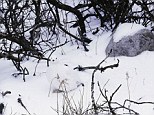 It's white in front of you! A willow ptarmigan in winter plumage, hidden on a brushy slope near Churchill, Manitoba, Canada. The animals are trying their utmost to fool predators but that's not enough to deceive international photographer Art Wolfe