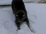 Getting braver: The cat begins to enjoy itself and swipe at the snow