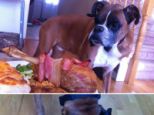 Lennox the boxer's owner, from Canada, cooked the last meal after his beloved pet was left with a large tumor on his shoulder that left him barely able to get up.