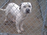 The unnamed dog is pictured in his pen at an animal shelter where he will be put down unless a new owner comes forward