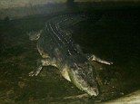 'Lolong,' the largest saltwater crocodile in captivity has died at his home in Bunawan of Agusan Del Sur province, southern Philippines. Villagers are devastated at the loss