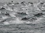 A ship captain spotted a group of 100,000 dolphins swimming together off the coast of San Diego on Thursday and experts are unable to give a specific reasoning for why such a large group would be there