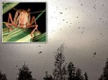 A swarm of an estimated 30million locust has descended on Egypt (including these insects seen over the Al-Mogattam district of Cairo) as Israel braces for the infestation to head their way