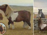The moon-walking pony in the Network 3 advert has become an internet smash