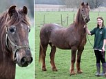 The world's oldest horse, Shayne, has died aged at least 51, at the Remus Memorial Horse Sanctuary in Brentwood, Essex