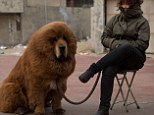 Tibetan mastiff dog is displayed for sale at a mastiff show in Baoding, Hebei province, south of Beijing