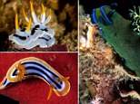 Multi-coloured sea slugs