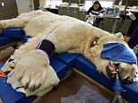 Boris the polar bear gets ROOT CANAL treatment in U.S. after being rescued from Mexican circus