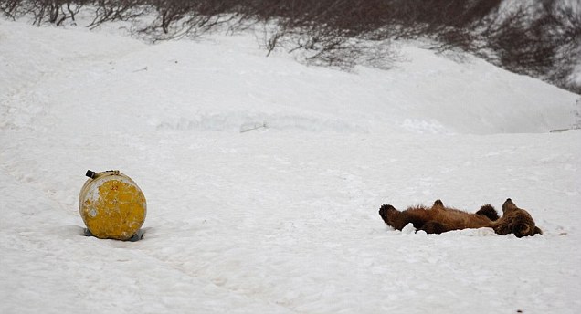 Um urso está de volta ao 'nirvana' posição na neve depois de cheirar combustível de aviação
