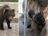 Maybe he thought it was Paddington: Brown bear caught on camera as it tries to break into Russian railway station