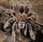 Discovered: The skin of what is thought to be a Chilean Rose tarantula was found in the attic of a 19th century house in Cardiff