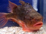 Jumpin' Jack Splash: The pouting lumpsucker fish that looks like Mick Jagger