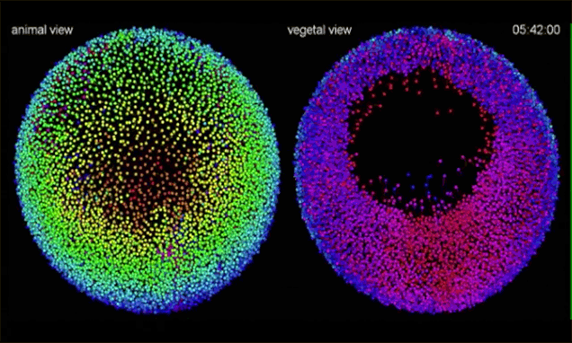 Animation reveals an embryo growing cell by cell | Daily Mail Online