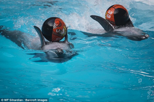 Triste vida dos golfinhos nos circos itinerantes.