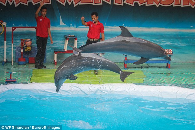 Triste vida dos golfinhos nos circos itinerantes.