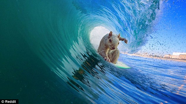 Another picture shows the squirrel as a highly accomplished surfer, riding a surfboard through the centre of a circular wave with one paw balanced on the board
