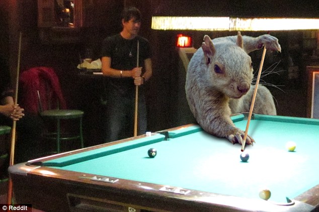 The rodent is an accomplished snooker player as well, holding the pool cue between its claws
