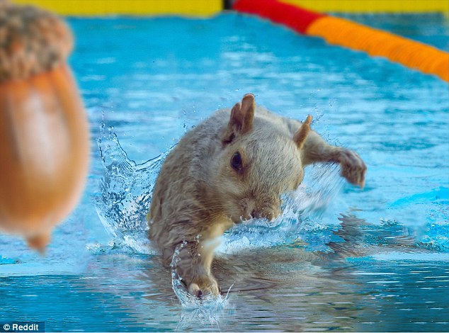 The squirrel is motivated to swim faster by the acorn it's splashing towards in this image
