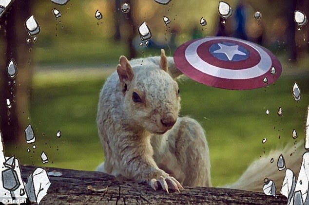 The squirrel is getting ready to protect humanity as 'Captain Squirrel', holding Captain America's shield firmly in its raised paw as rocks crumble around the wood it's holding on to